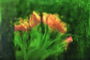 Fotografia artística de flors amb miralls. Tulipes vistes a través d’un vidre que les teny amb reflexos verds, sobre fons clar.
