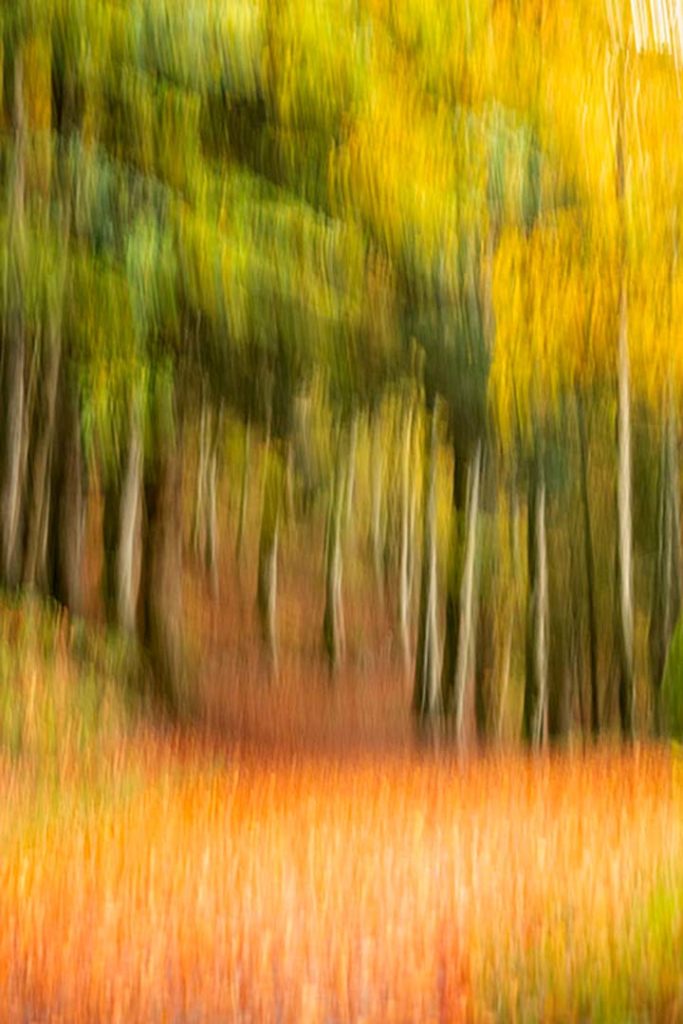 Fotografia artística de boscos onírics. Fotografia d'un bosc en moviment que sembla la ilustració d'un conte d'un bosc de tardor