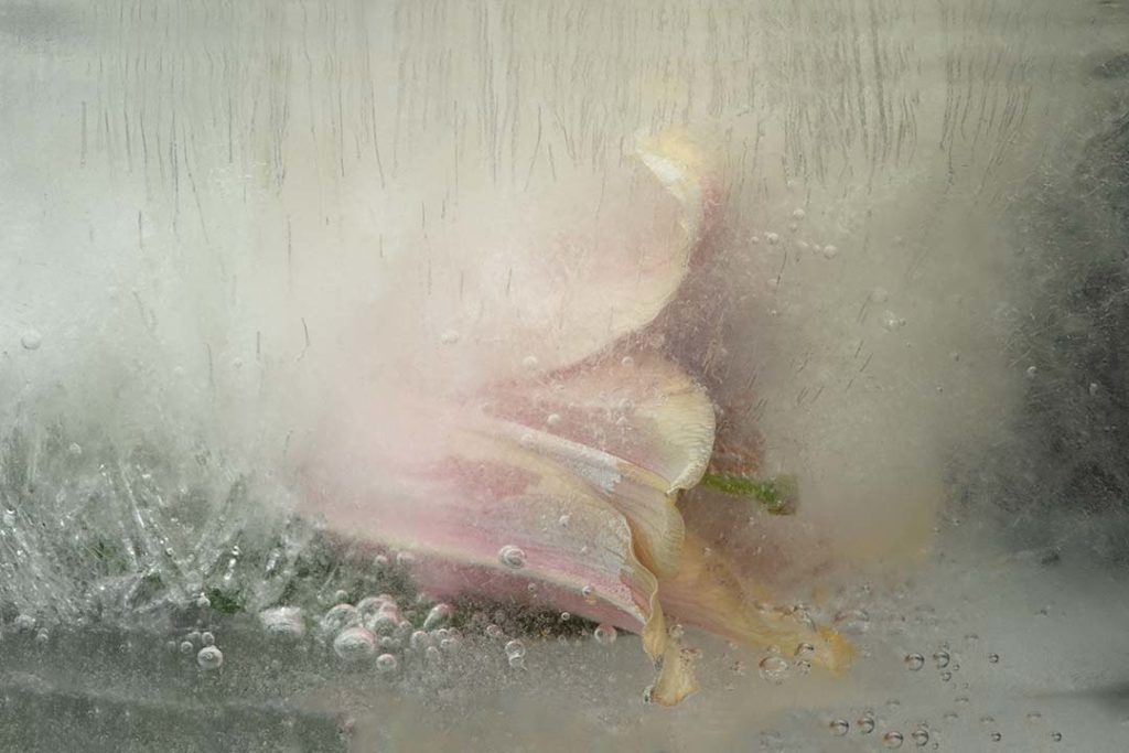 Flor atrapada dins del gel, suspesa en una transparència gèlida