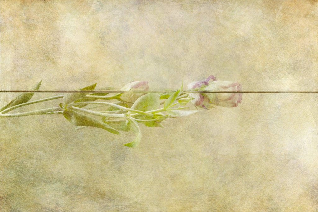 Fotografia poètica de flors submergides, Dues roses suaus suren damunt la línia de l'aigua, mig submergides, amb un fons pictòric i delicat