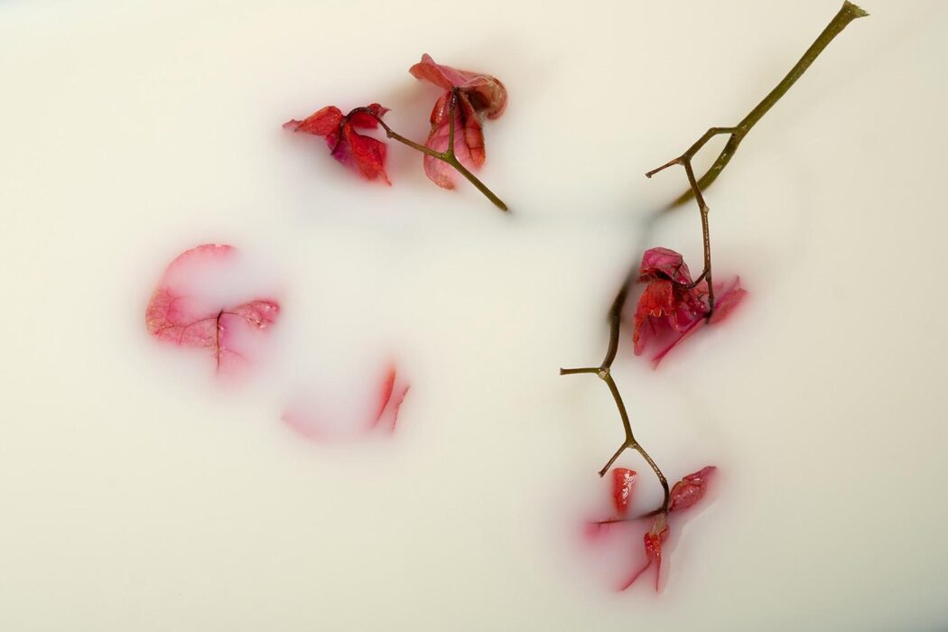 Fotografia poètica de flors vermelles submergides en un líquid blanc.