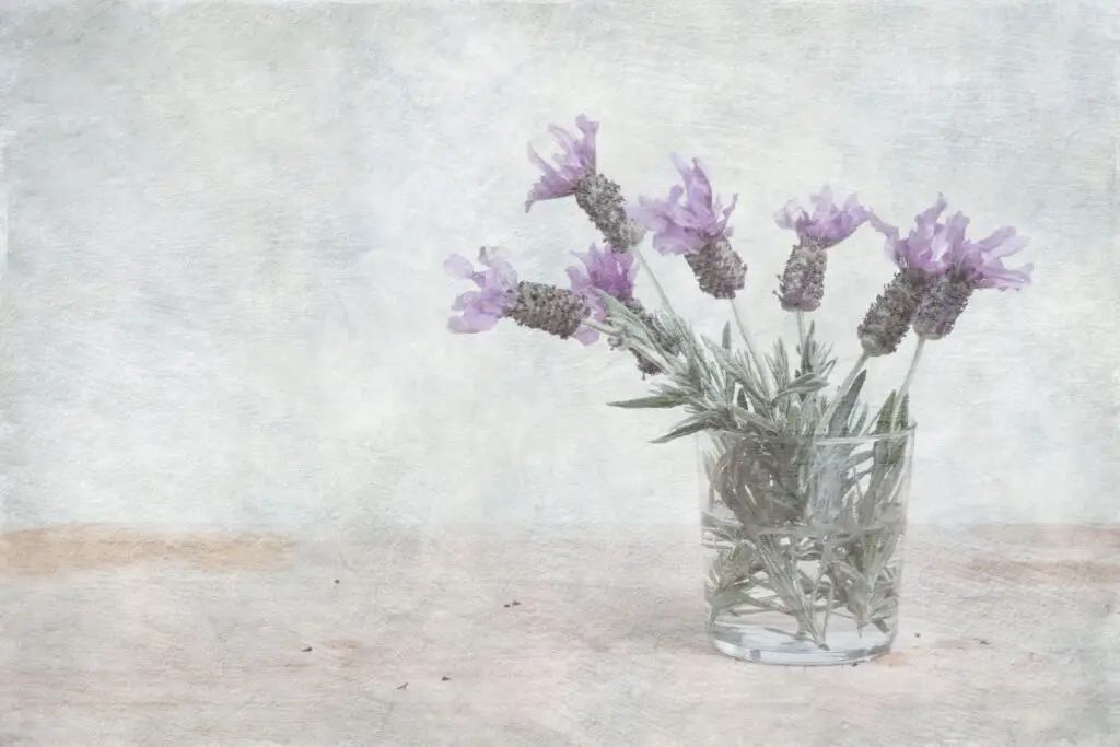 Fotografía artística pictòrica, ram de lavanda dins un got de vidre amb fons clar i difuminat