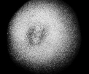 Fotografia d'autor de poesia visual. Un kiwi vist des de dalt, en blanc i negre, amb una textura suau i empolsinada.