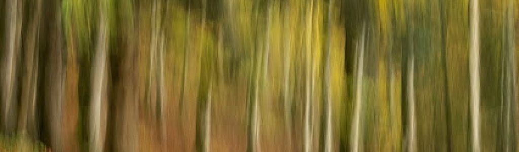 Bosc de tardor amb vegetació i arbres moguts, composició pictòrica i fantasiosa.